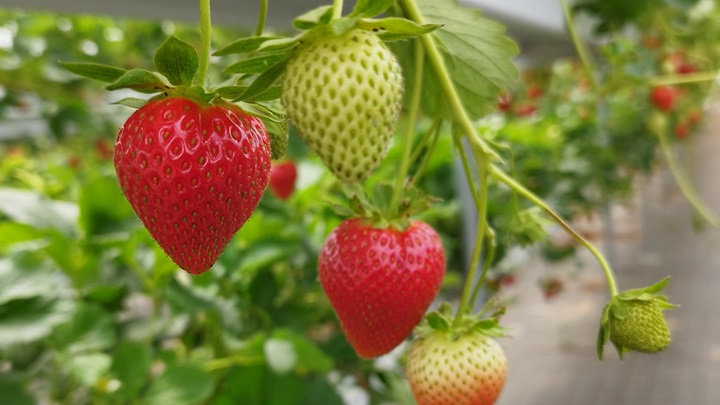 Smart Irrigation system Southern Italy